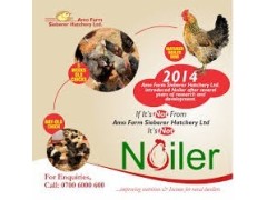AMO Farm Sieberer Hatchery Limited